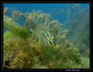 brochet juvénile fondu dans le décor.... by André Bruchez 